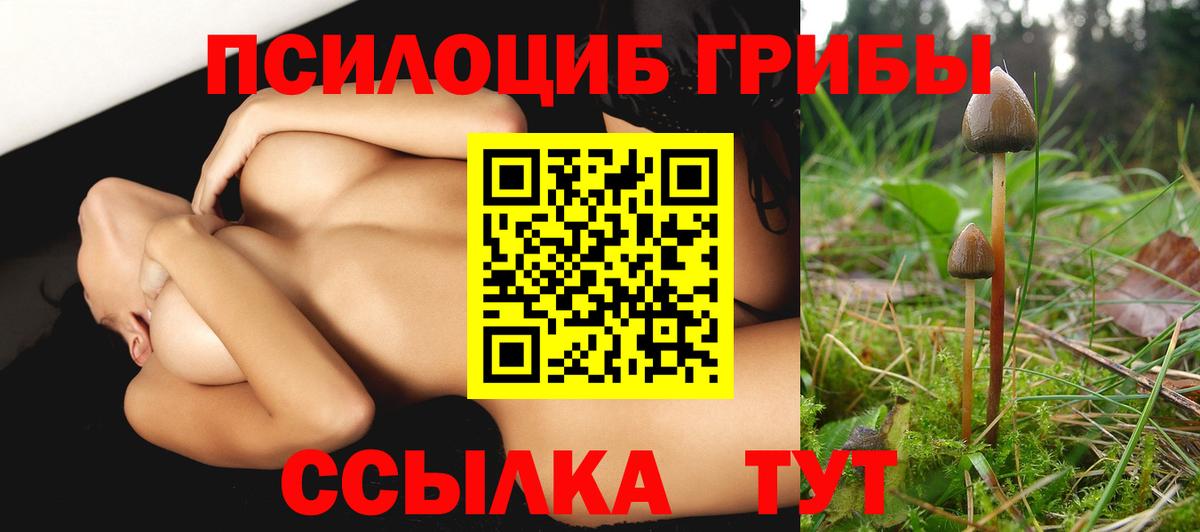 Псилоцибиновые грибы Psilocybe Клин