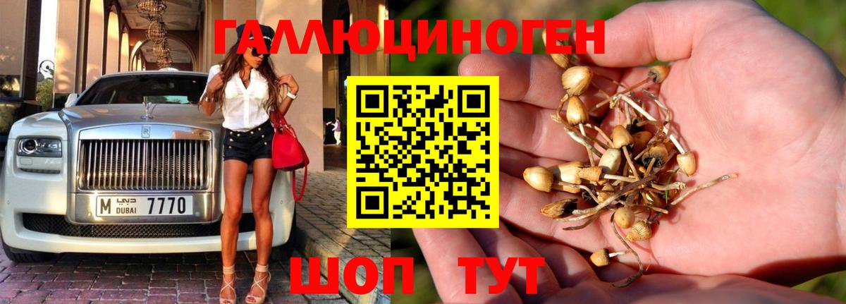 Клин  Псилоцибиновые грибы Psilocybe  Вход с VPN 